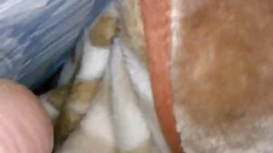 Η Foxy γκόμενα Darcie Belle σε υπαίθριο σεξ γυρίστηκε σε POV με ήχο 3D